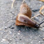 Zalewająca Litwę inwazyjna ślimaki – jak sobie radzić?